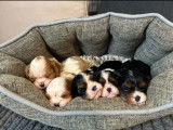 Chiots Cavaliers King Charles à vendre