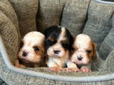 Chiots Cavaliers King Charles à vendre