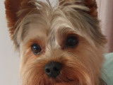 Mâle Yorkshire Terrier disponible pour saillie