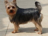 Mâle Yorkshire Terrier disponible pour saillie