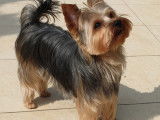Mâle Yorkshire Terrier disponible pour saillie