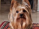 Mâle Yorkshire Terrier disponible pour saillie