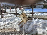 Mâle Husky Siberien LOF confirmé disponible pour saillie