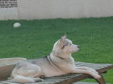 Mâle Husky Siberien LOF confirmé disponible pour saillie