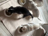 Mâle Husky Siberien LOF confirmé disponible pour saillie
