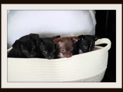 Chiots Chihuahua mâles et femelle à vendre