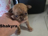 Chiots Chihuahua mâles et femelle à vendre