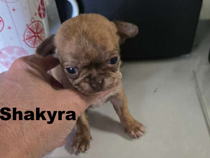 Chiots Chihuahua mâles et femelle à vendre