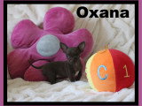 Chiots Chihuahua mâles et femelle à vendre