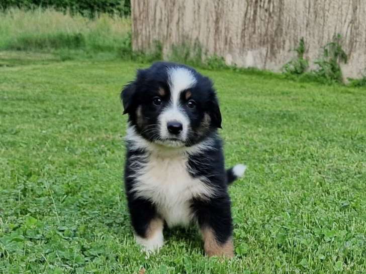 À réserver, 6 chiots Bergers Australiens LOF
