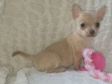 À réserver, 1 chiot Chihuahua femelle LOF