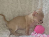 À réserver, 1 chiot Chihuahua femelle LOF
