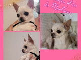 À réserver, 1 chiot Chihuahua femelle LOF