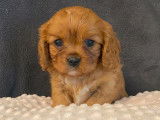 5 chiots Cavaliers King Charles LOF à la réservation