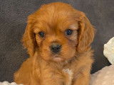 5 chiots Cavaliers King Charles LOF à la réservation