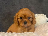 5 chiots Cavaliers King Charles LOF à la réservation