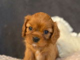 5 chiots Cavaliers King Charles LOF à la réservation
