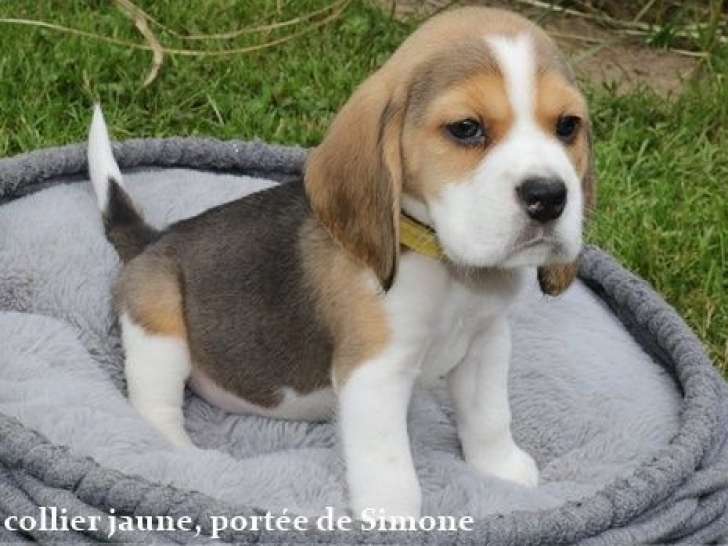 Des chiots Beagles LOF tricolores disponibles à la vente