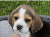 Des chiots Beagles LOF tricolores disponibles à la vente