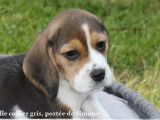 Des chiots Beagles LOF tricolores disponibles à la vente