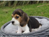 Des chiots Beagles LOF tricolores disponibles à la vente