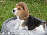 Des chiots Beagles LOF tricolores disponibles à la vente
