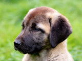 Des chiots Kangal LOF à la vente
