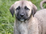 Des chiots Kangal LOF à la vente