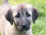 Des chiots Kangal LOF à la vente