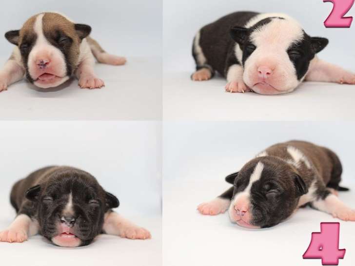 À réserver 7 chiots American Staffordshire Terriers  LOF