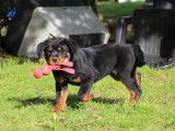 Un chiot Rottweiler m&acirc;le LOF noir et feu &agrave; vendre
