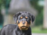 Un chiot Rottweiler m&acirc;le LOF noir et feu &agrave; vendre