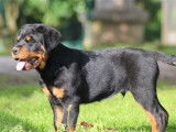 Un chiot Rottweiler m&acirc;le LOF noir et feu &agrave; vendre