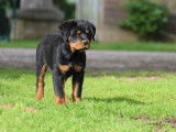 Un chiot Rottweiler m&acirc;le LOF noir et feu &agrave; vendre