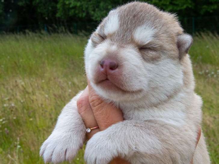 2 chiots mâles Huskies Sibériens LOF à la réservation