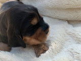 À réserver 7 chiots Cockers Anglais bicolores LOF