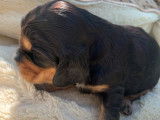 À réserver 7 chiots Cockers Anglais bicolores LOF