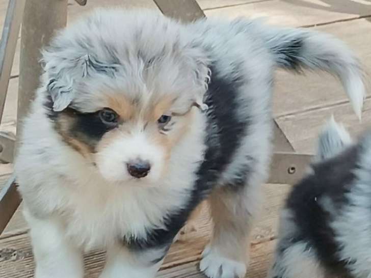 7 chiots Bergers Australiens LOF, à réserver