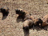 6 chiots Bergers Belges Tervuerens LOF à réserver