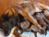6 chiots Bergers Belges Tervuerens LOF à réserver