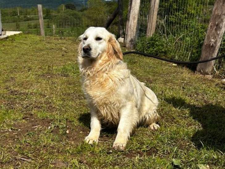 À vendre : une chienne Golden Retriever LOF