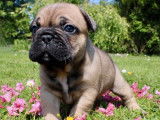 3 chiots Bouledogues Français LOF à réserver