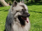 Spitz Allemand LOF disponible pour saillie