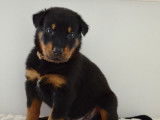 Chiots Beauceron LOSH &agrave; vendre