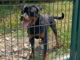 Chien adulte de type Rottweiler &agrave; donner