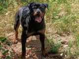 Chien adulte de type Rottweiler &agrave; donner