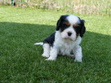 2 chiots Cavaliers King Charles LOF à réserver