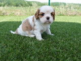 2 chiots Cavaliers King Charles LOF à réserver