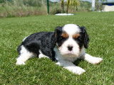 2 chiots Cavaliers King Charles LOF à réserver