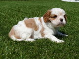 2 chiots Cavaliers King Charles LOF à réserver